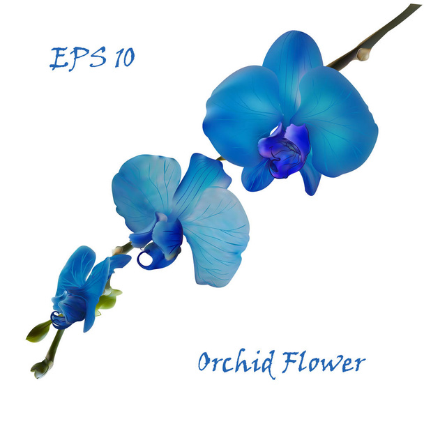 Flor de orquídea aislada azul
 - Vector, Imagen