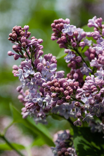 Flowering branch of lilac macro - Photo, Image