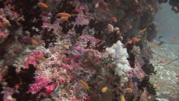 Szkoła ryby na tle kolorowe korale pod wodą w morzu Malediwy. - Materiał filmowy, wideo