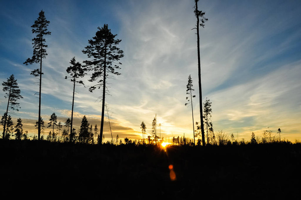 Silhouettes of high pines in the sunset sky - Foto, Imagen