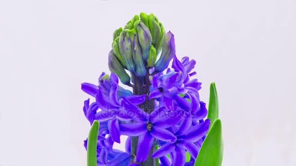 Blauwe hyacinten bloem bloeien. - Video