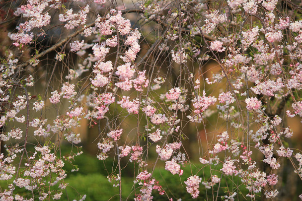 hermosa flor de sakura en el templo de Ninna ji, Kyoto, Japón
 - Foto, Imagen