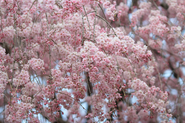 de lente-bloesem in kyoto - Foto, afbeelding