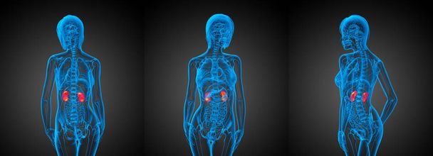 3d representación médica ilustración del riñón humano
 - Foto, Imagen