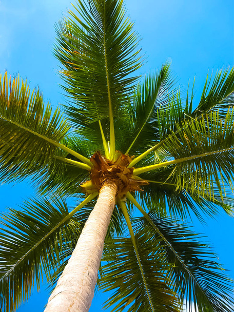 明るく青い空をココナッツのヤシの木 - 写真・画像