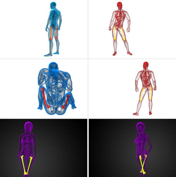 Rendering 3D illustrazione medica dell'osso del femore
  - Foto, immagini