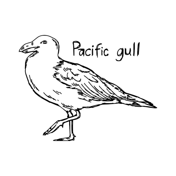 gaviota pacífica - ilustración vectorial boceto dibujado a mano con líneas negras, aislado sobre fondo blanco
 - Vector, imagen