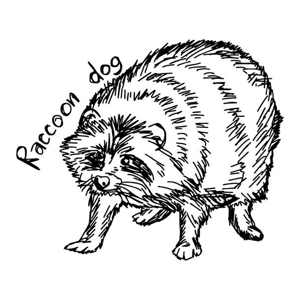 Wasbeerhond - vector illustratie schets hand getekend met zwarte lijnen, geïsoleerd op witte achtergrond - Vector, afbeelding