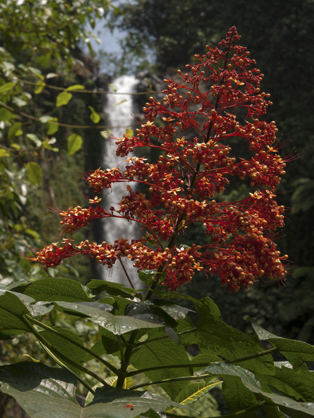 Bellissimo fiore tropicale clerodendrum speciosissimum
 - Foto, immagini
