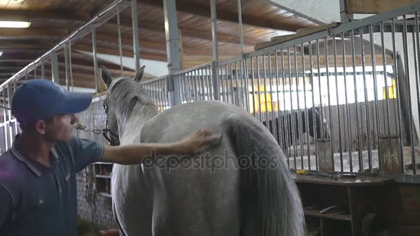 Young boy cleans a horses body in a stall. Man cleans a white horse from dust and dirt with brush. Care for animals. Horseriding club. Slow mo, slowmotion, closeup, close up. Rear back view - Filmagem, Vídeo