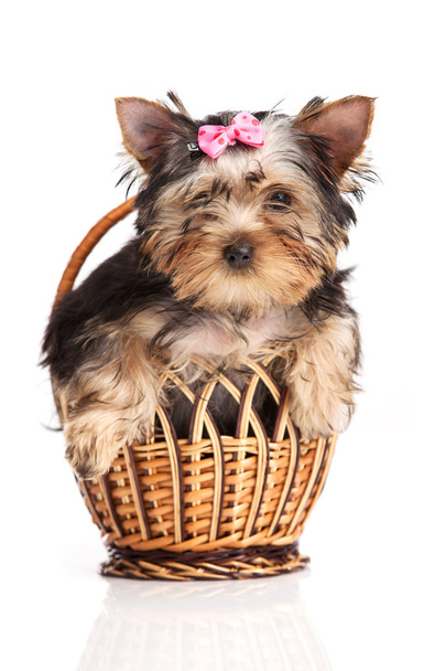 Cute yorkshire terrier puppy in a basket isolated over white - Valokuva, kuva
