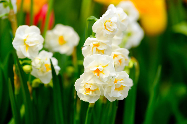 Květiny makro žluté narcisy - Fotografie, Obrázek