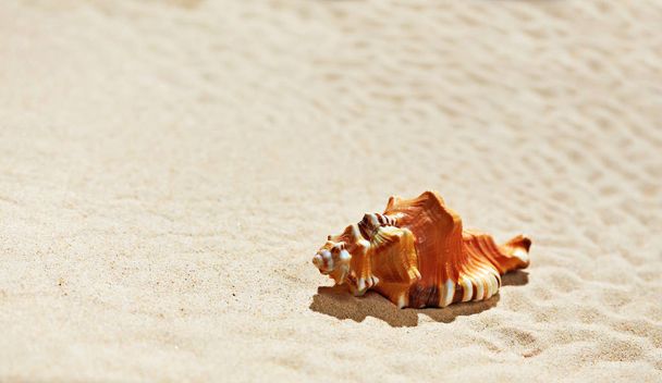 Sea shell on beach sand - Zdjęcie, obraz