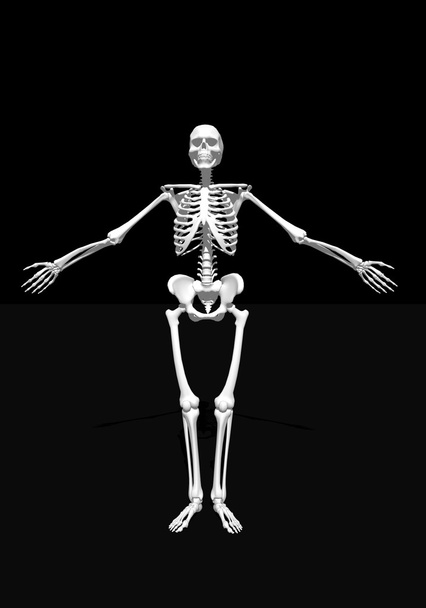 λευκό σκελετός - Φωτογραφία, εικόνα