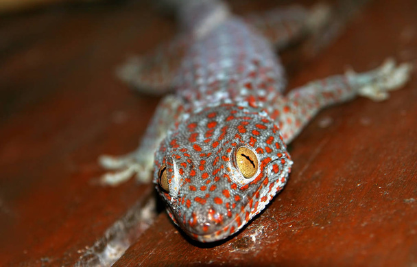 Red spotted gecko - Photo, Image