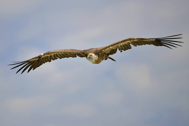 Griffon keselyű repülés közben - Fotó, kép