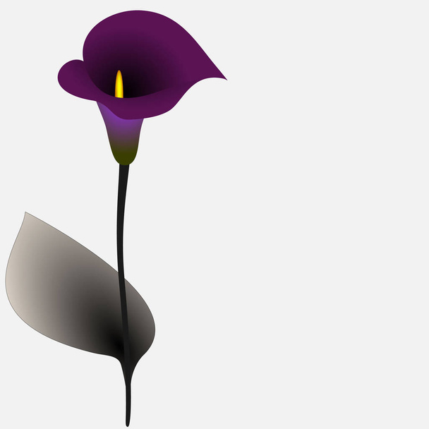 Květinové pozadí s calla lilie, designový prvek. - Vektor, obrázek