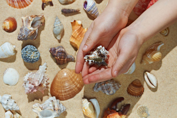 Kid making collection of seashells, close up hand - Zdjęcie, obraz