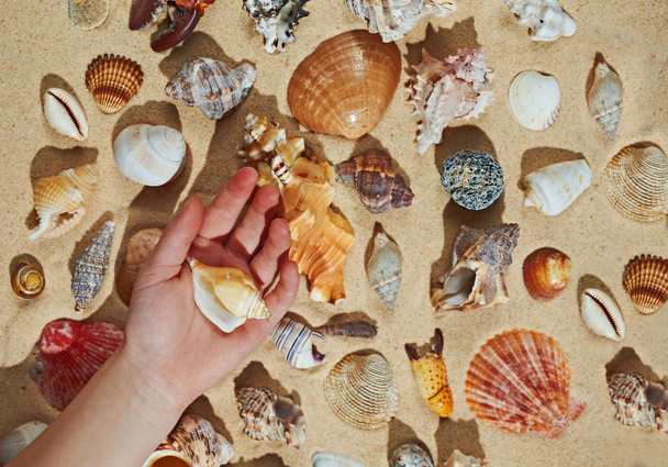 Kid making collection of seashells, close up hand - Photo, image