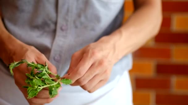  pick basil for cooking - Footage, Video