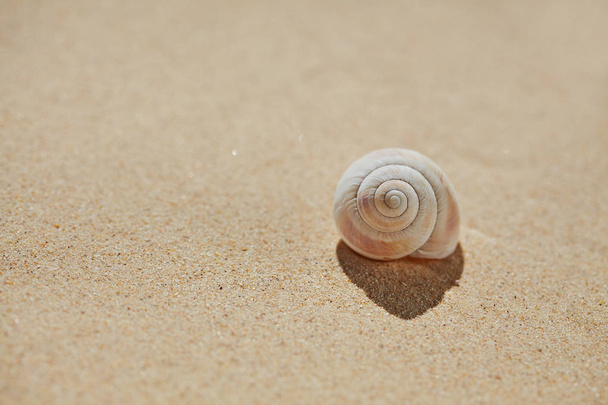 Sea shell on beach sand - Zdjęcie, obraz