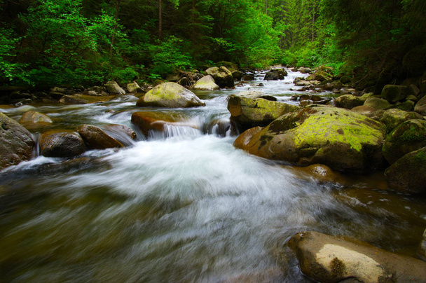 Mountain river in  forest  - Photo, Image