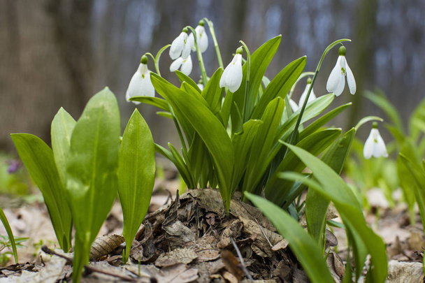 snowdrops and green leaves - Photo, Image