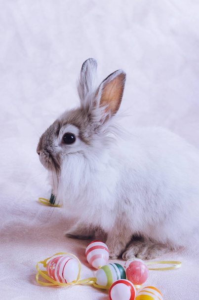 Rabbit with Easter eggs - Foto, Bild