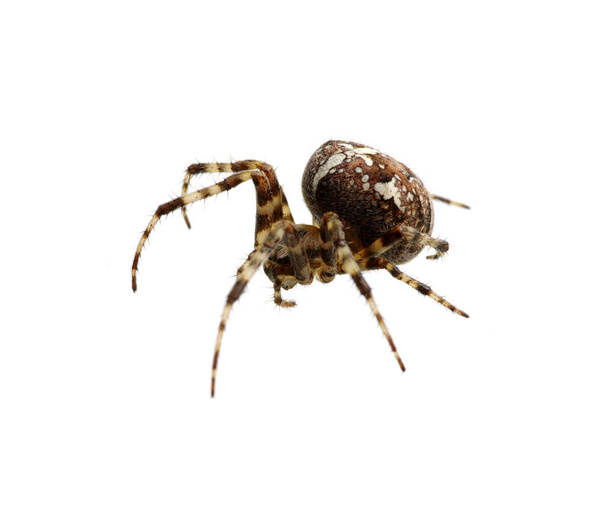 Hämähäkki valkoisella
  - Valokuva, kuva
