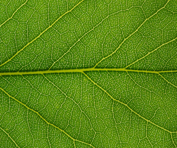  zielony liść tekstura - Zdjęcie, obraz