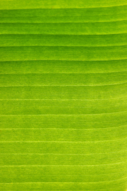  Nyári zöld növények - Fotó, kép
