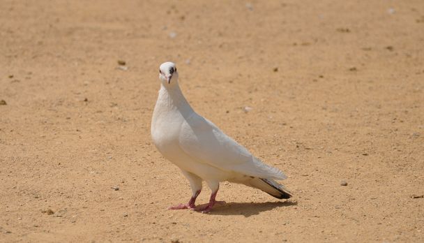 Pigeon - Photo, Image
