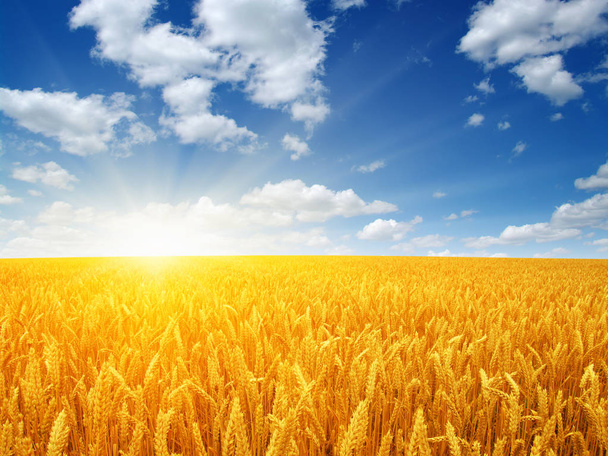 Buğday tarlası ve Güneş - Fotoğraf, Görsel
