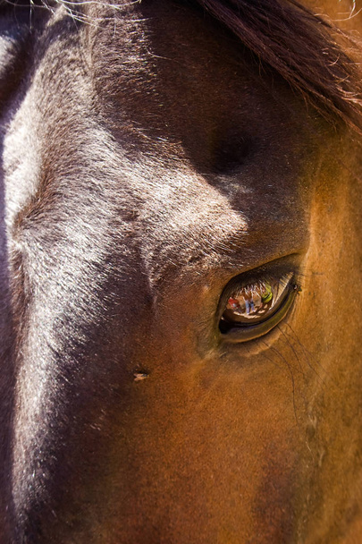 Magical horse eye. - Foto, afbeelding