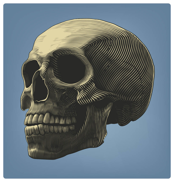 Ludzkie czaszki w Grawerowanie stylu - Wektor, obraz