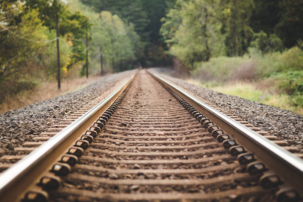 Train Tracks in Beautiful, Lush Forest - Foto, imagen