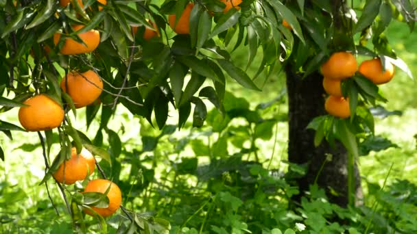 Tangerines hanging in branch of a tree - Footage, Video