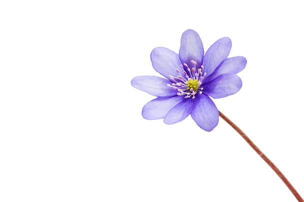 Сисун Nobilis - перша Квітка весни - Фото, зображення