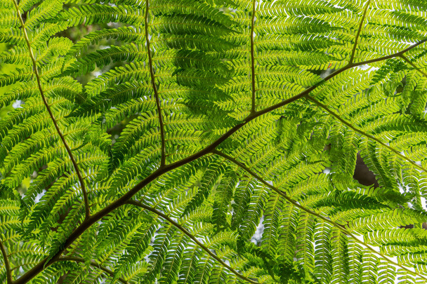 a fern leaf  - Photo, Image