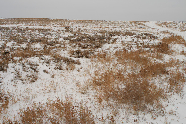 sneeuw bedekte steppe. - Foto, afbeelding