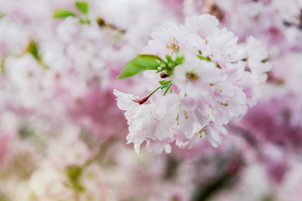 Sakura en fleur sur un arbre à branches printanières
 - Photo, image