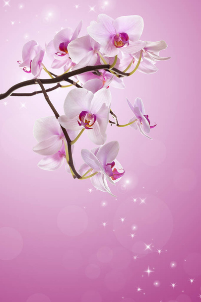 Pink orchid flower. - Zdjęcie, obraz