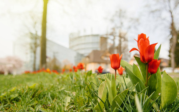 European Parliament building and red spring tulips - Photo, Image
