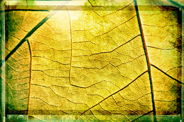 Leaf veins texture - Foto, imagen