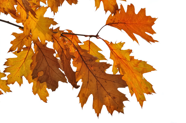 hojas de roble en otoño - Foto, Imagen