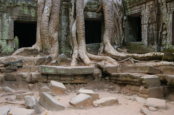 Коріння дерев у храмі
 - Фото, зображення