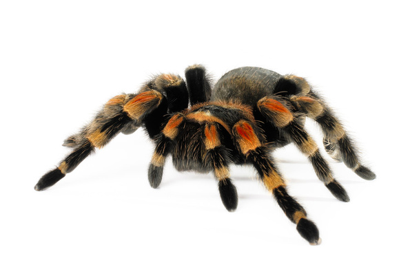 Помаранчевий коліно тарантула
 - Фото, зображення