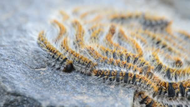 Raupen Prozessionszug von Kiefern, die sich in einem Felsen bewegen, thaumetopoea pityocampa - Filmmaterial, Video