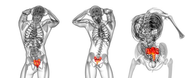 Rendering 3D illustrazione medica dell'osso sacro
 - Foto, immagini
