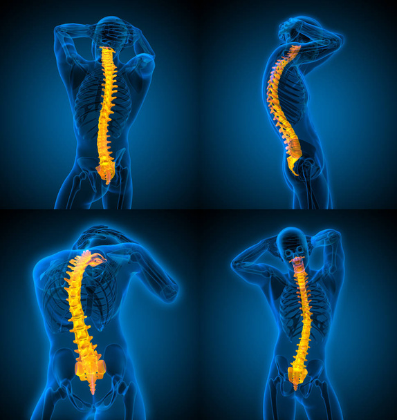 3d renderização ilustração médica da coluna vertebral humana  - Foto, Imagem